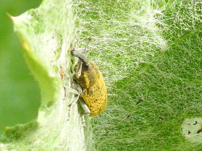Lixus cardui/filiformis