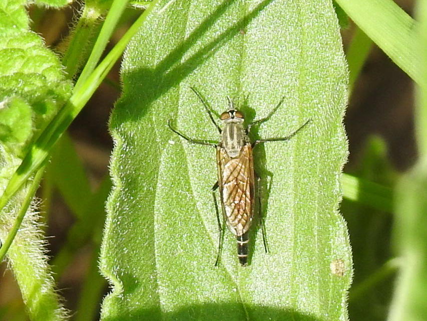 Therevidae - tőröslegyek