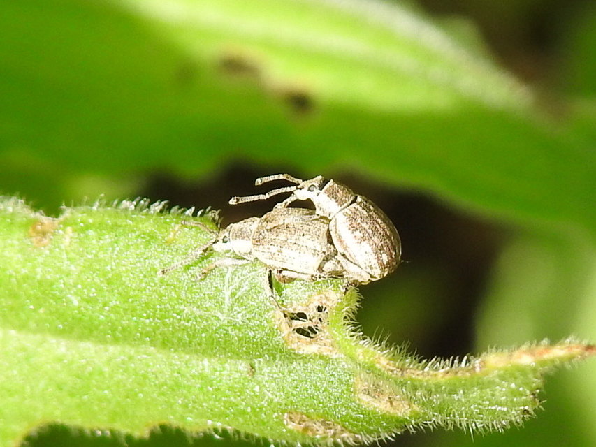 Peritelus familiaris - nagy kendermagbogár