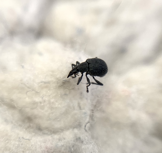 Oxystoma craccae - kaszanyügbükköny-cickányormányos