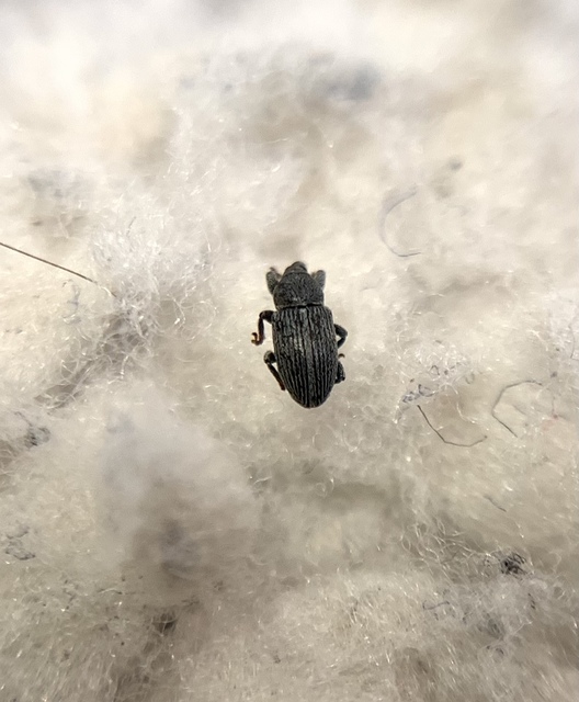 Tychius tibialis - fekete tímárormányos