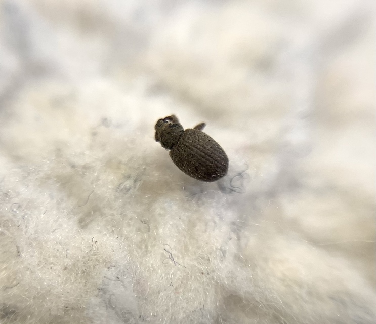 Cathormiocerus spinosus - apró éjiormányos