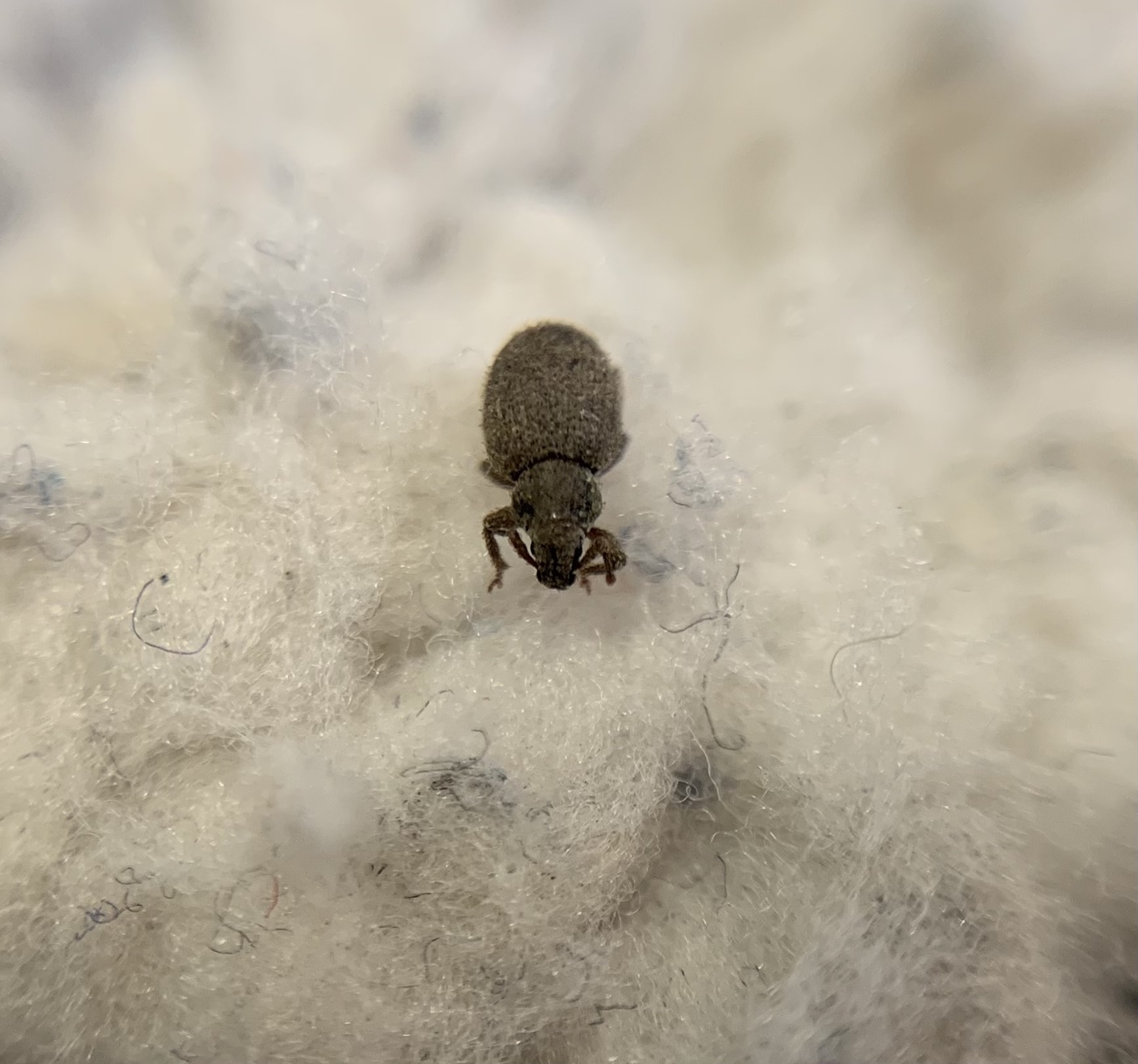 Cathormiocerus spinosus - apró éjiormányos