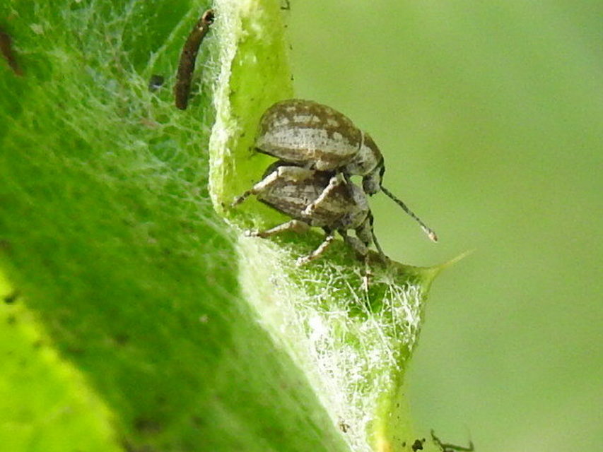 Peritelus familiaris - nagy kendermagbogár