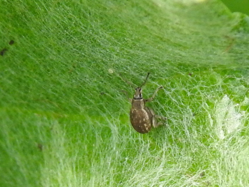 Peritelus familiaris - nagy kendermagbogár