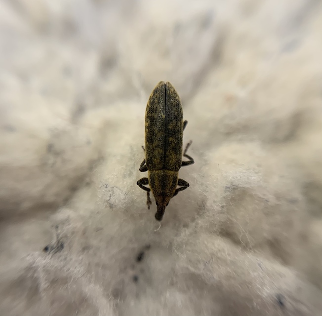Lixus filiformis - karcsú dudvabarkó