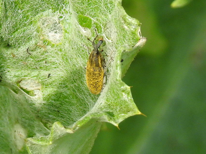 Lixus cardui - bogáncsfúró dudvabarkó