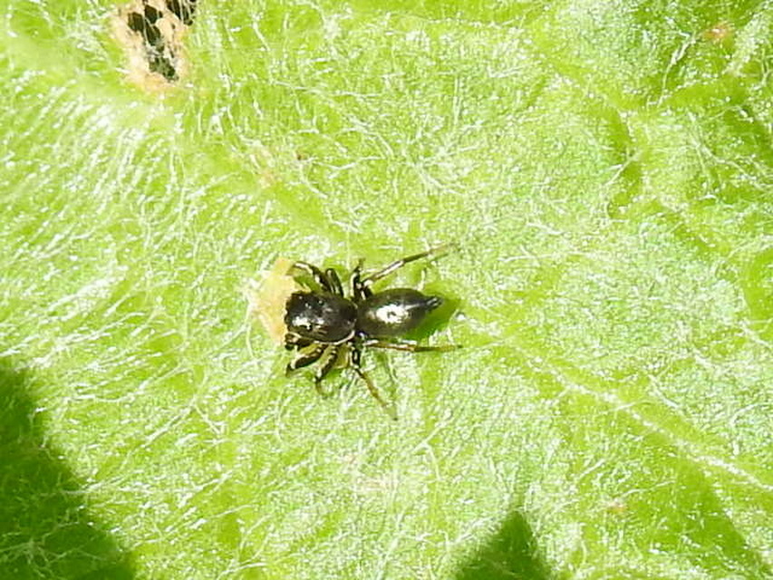 Heliophanus