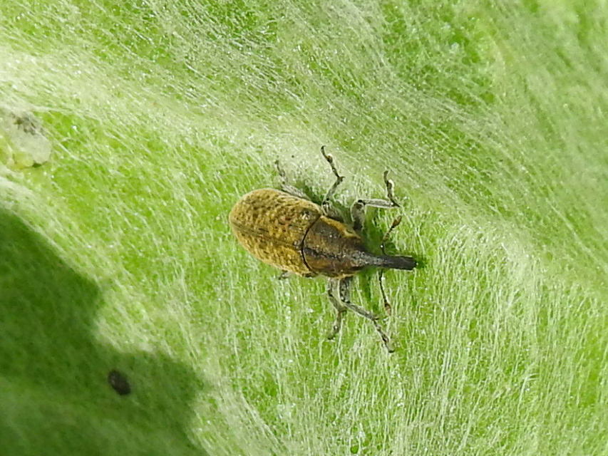 Lixus cardui - bogáncsfúró dudvabarkó