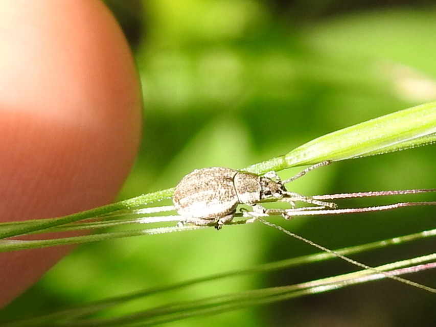 Peritelus familiaris - nagy kendermagbogár
