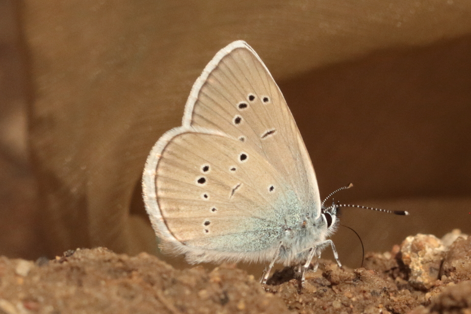 Cyaniris semiargus - aprószemes boglárka