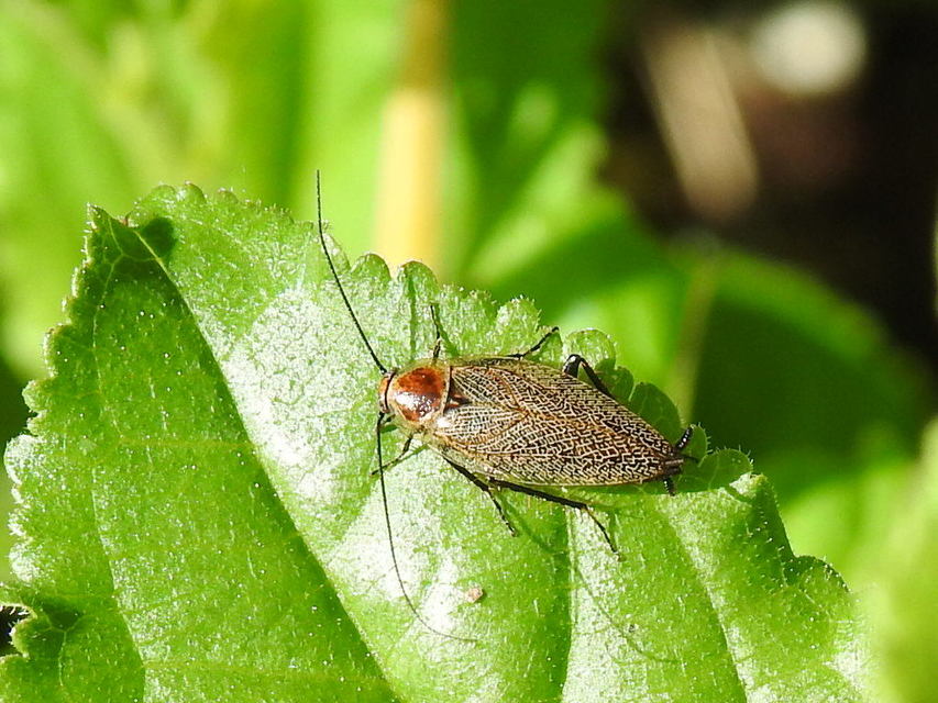 Ectobius erythronotus - sárgatorú erdeicsótány
