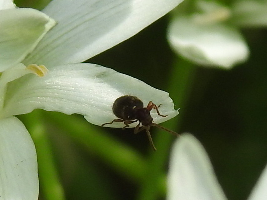 Ptinus rufipes - vöröslábú tolvajbogár