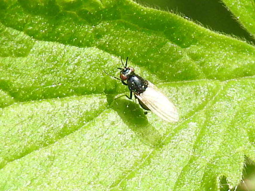 Lauxania minor