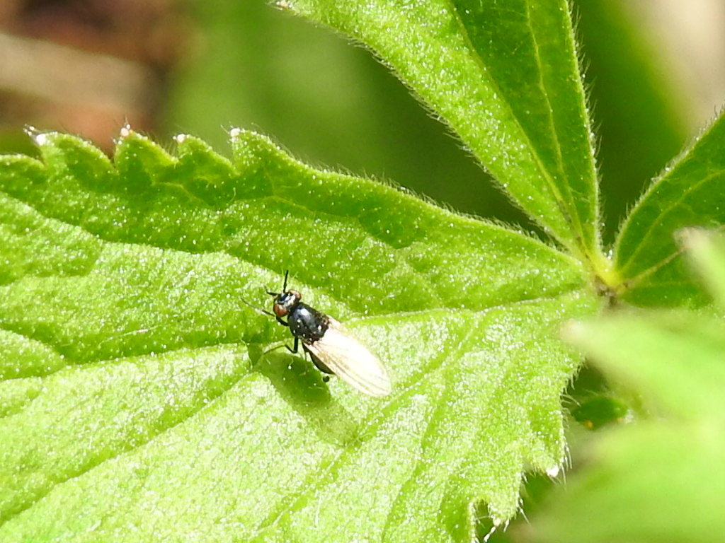 Lauxania minor
