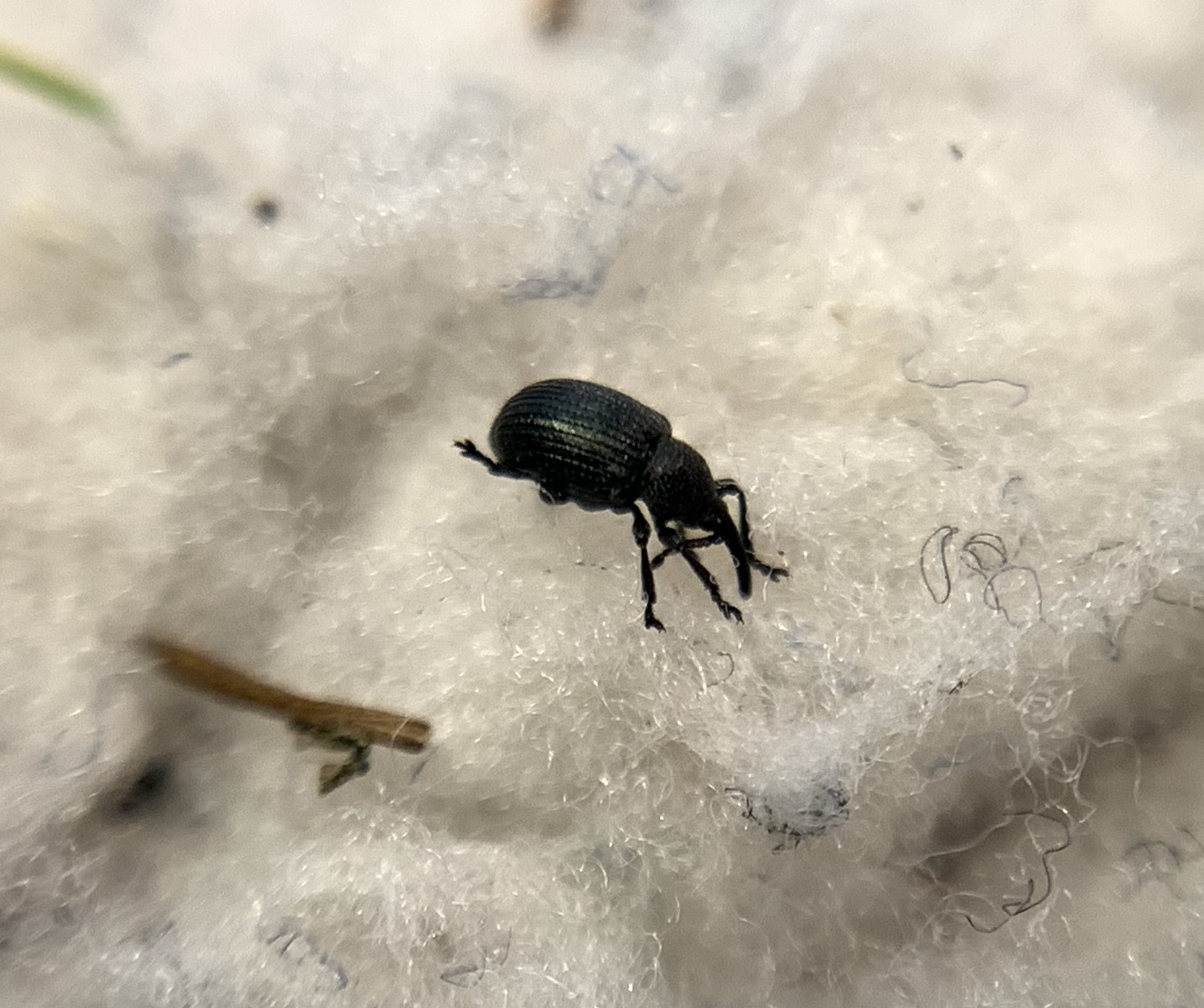 Omphalapion hookerorum - ebszékfű-cickányormányos
