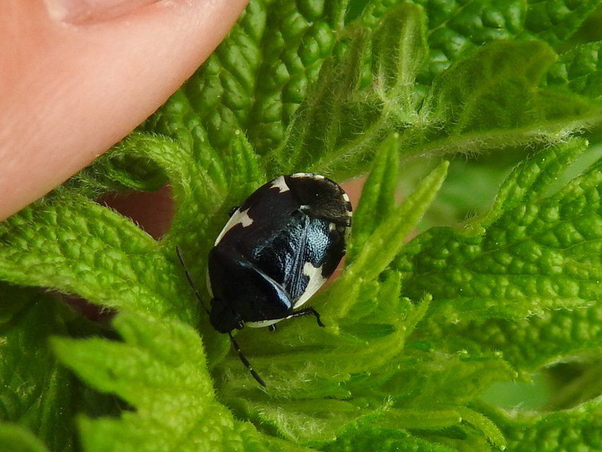 Tritomegas sexmaculatus - hatfoltos földipoloska