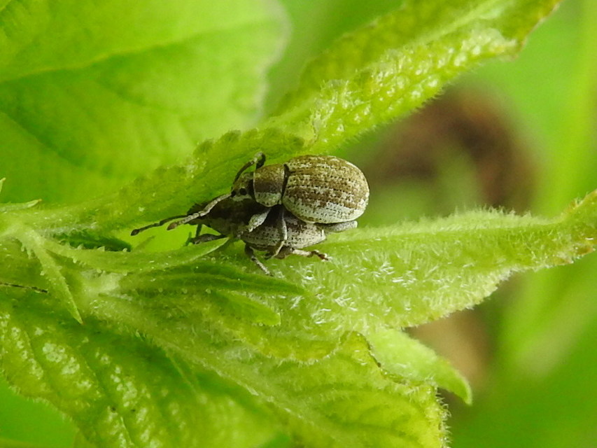 Peritelus familiaris - nagy kendermagbogár