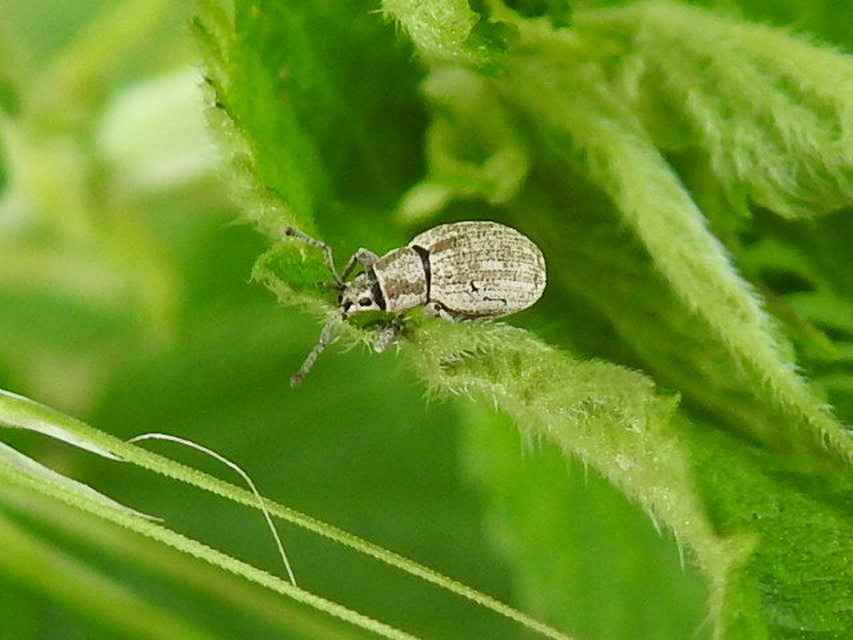 Peritelus familiaris - nagy kendermagbogár