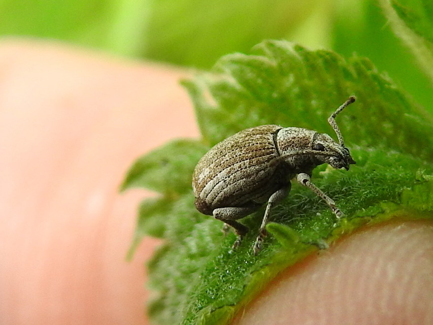Peritelus familiaris - nagy kendermagbogár
