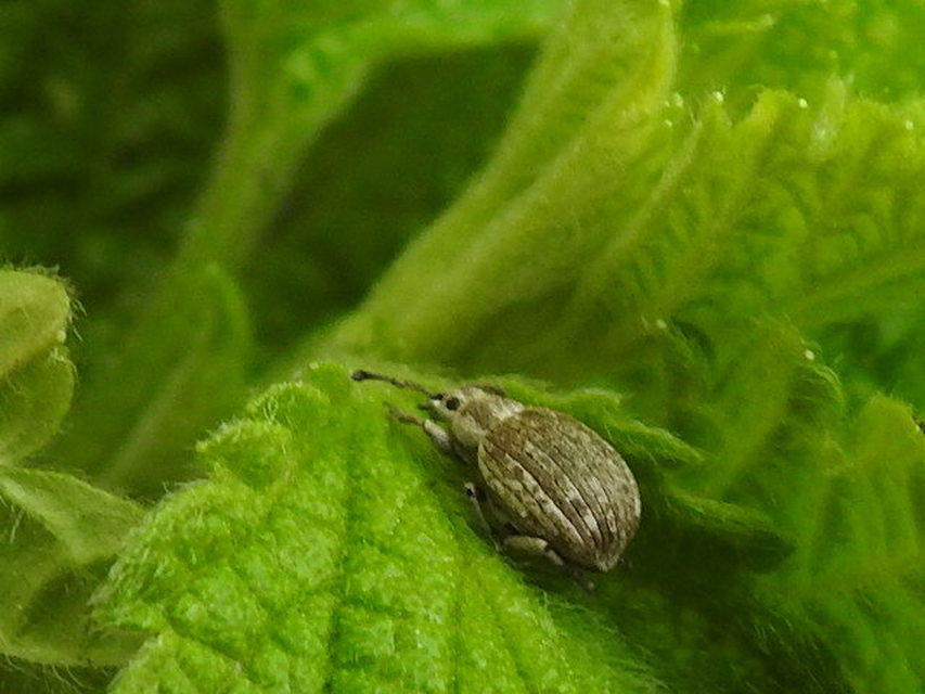 Peritelus familiaris - nagy kendermagbogár