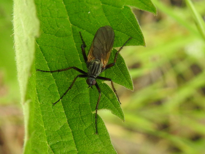Empididae - táncoslegyek