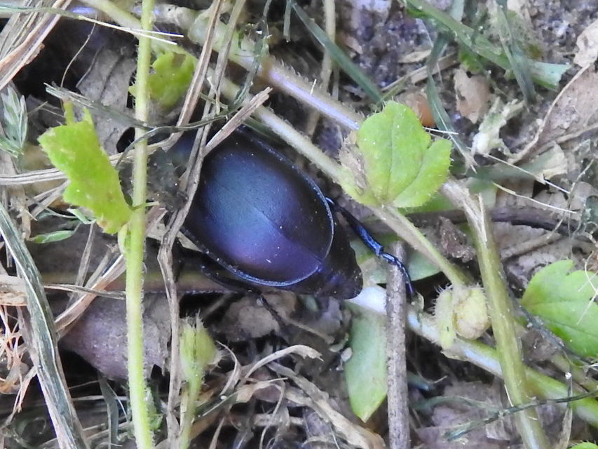 Ablattaria laevigata - sima csigarabló