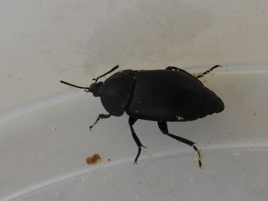 Ablattaria laevigata - sima csigarabló