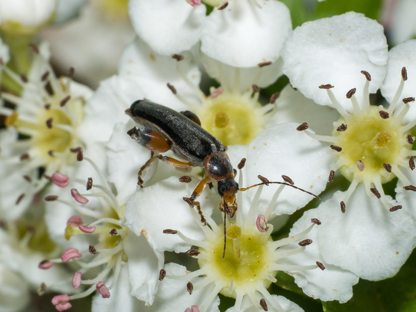 Osphya bipunctata - kétalakú komorka