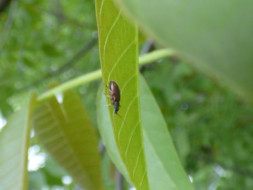 Phyllobius oblongus - közönséges levélormányos