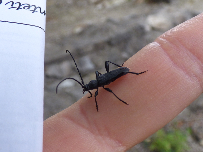 Ropalopus macropus - kis facincér Ropalopus macropus - kis facincér