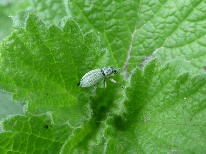 Eusomus ovulum - közönséges cickafarkormányos