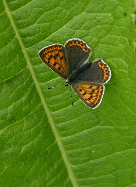 Lycaena tityrus - barna tűzlepke