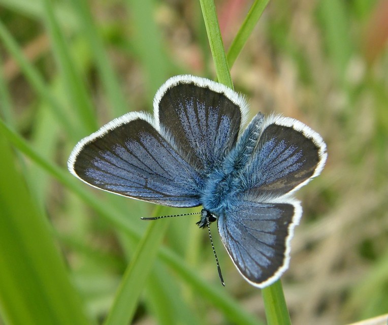 Plebejus argus - ezüstös boglárka