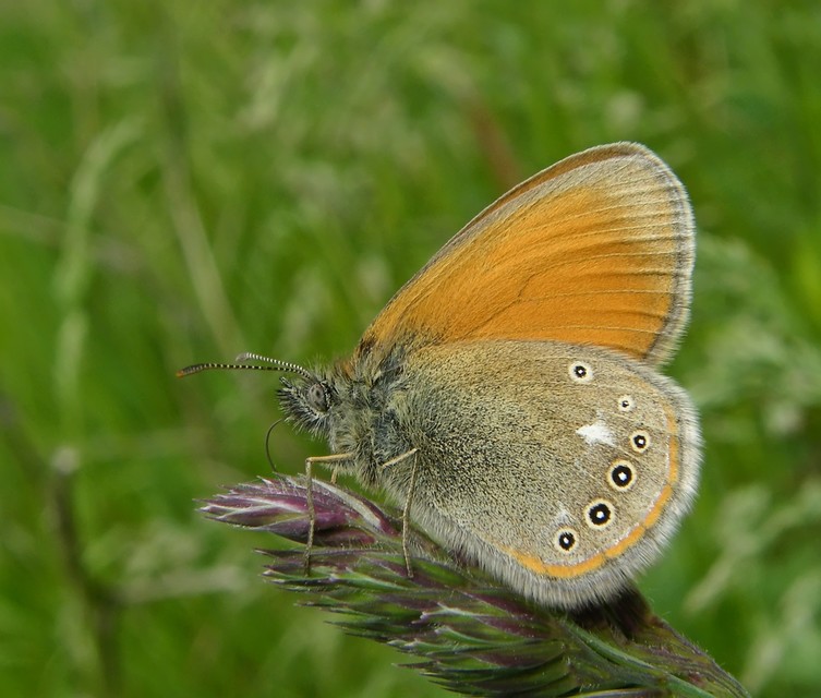 Coenonympha glycerion - közönséges szénalepke
