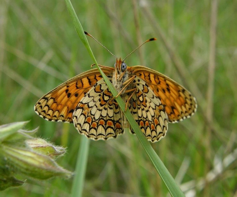 Melitaea phoebe - nagy tarkalepke