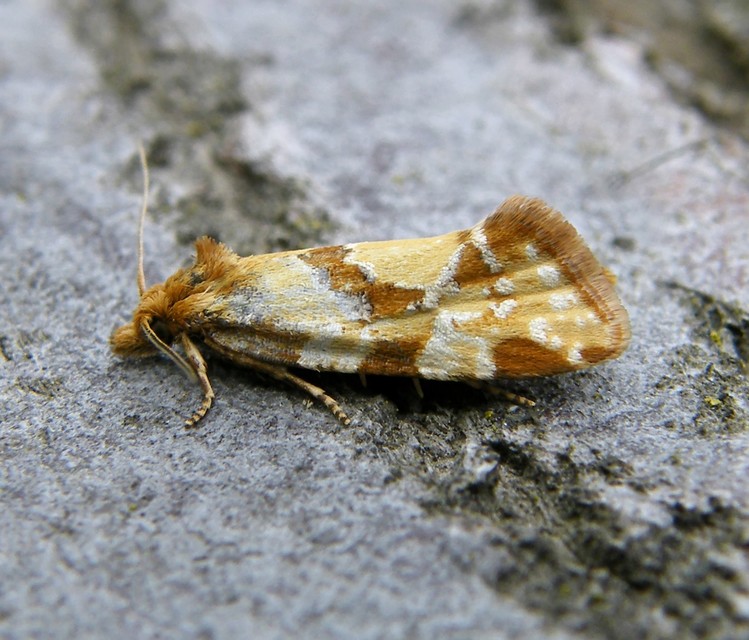 Aethes hartmanniana - ördögszem-fúrómoly