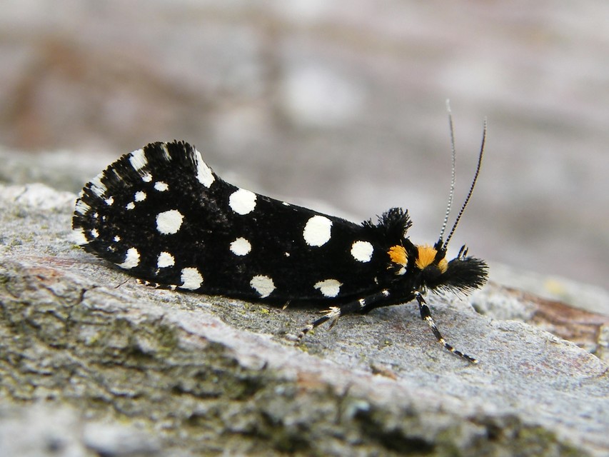 Euplocamus anthracinalis - fésűscsápú korhadékmoly