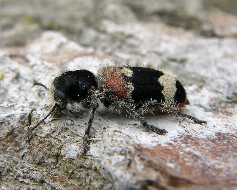 Clerus mutillarius - feketenyakú szúfarkas