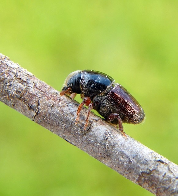 Scolytinae