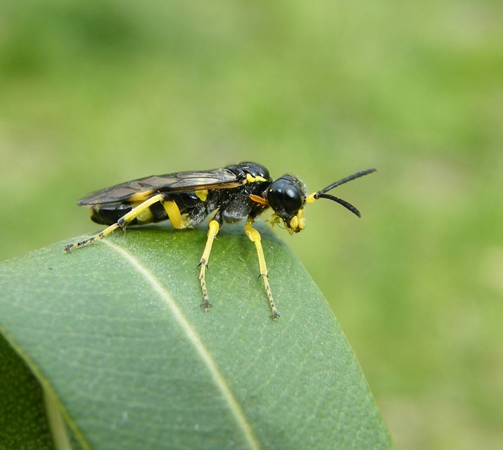 Hymenoptera - Hártyásszárnyúak