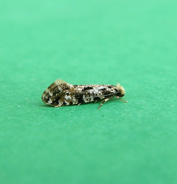 Nemapogon