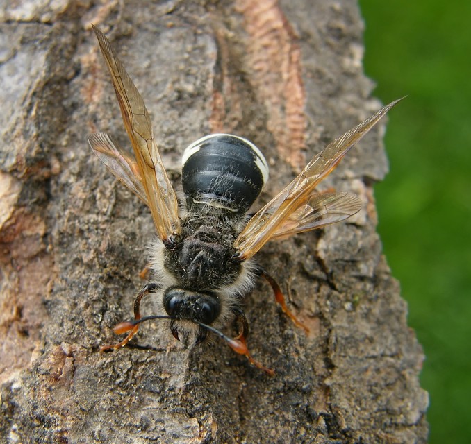 Cimbicidae - bunkóscsápú levéldarazsak