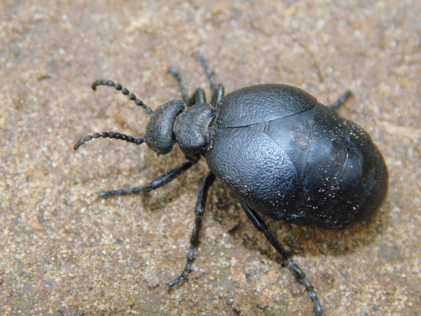 Meloe scabriusculus - érdes nünüke
