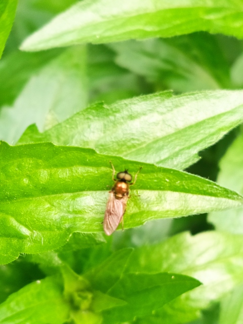 Chloromyia formosa - közönséges fémeslégy