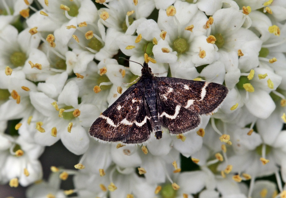 Pyrausta nigrata - fehérpettyes kormosmoly