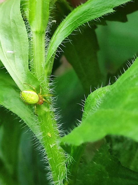 Araniella