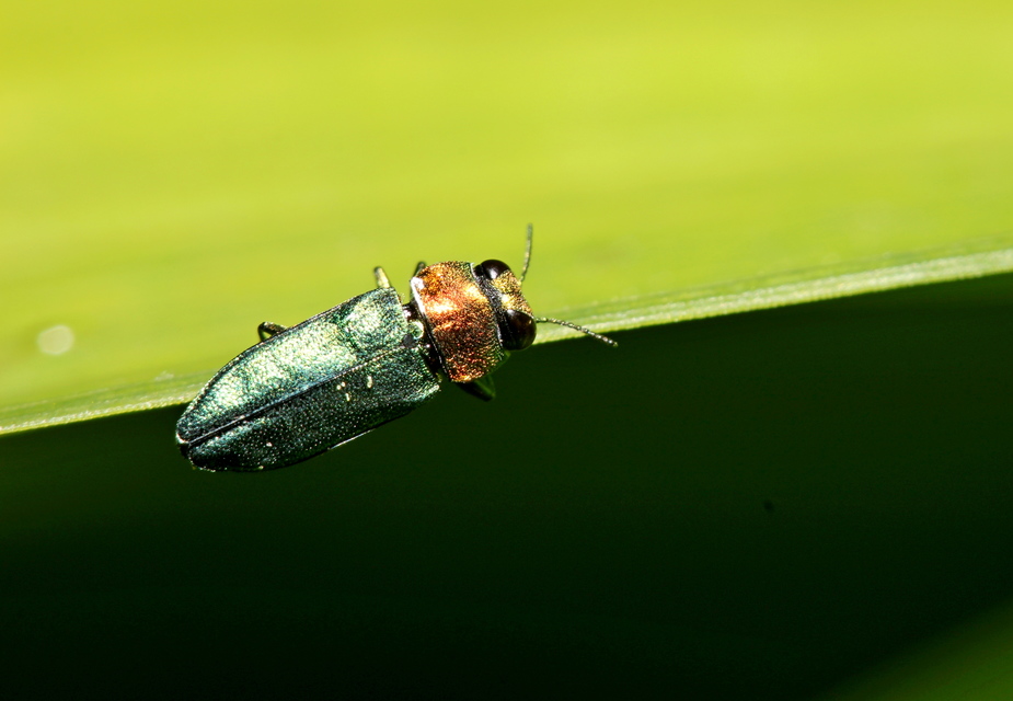 Anthaxia nitidula - ragyogó virágdíszbogár