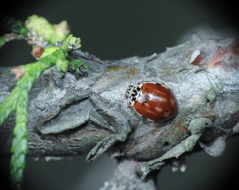 Harmonia quadripunctata - négypettyes katica
