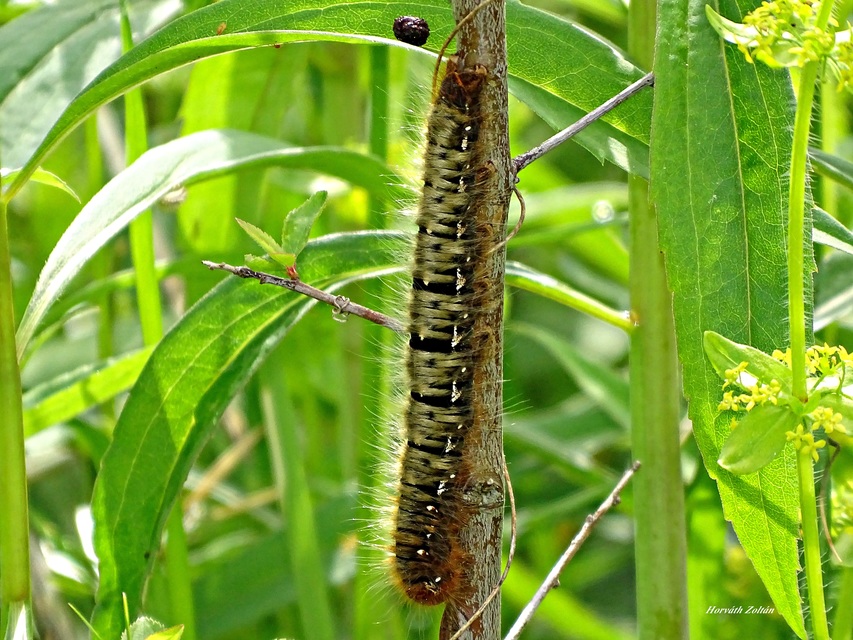 Lasiocampa quercus - tölgyfaszövő